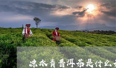 凉水青普洱茶是什么茶/2023100734038