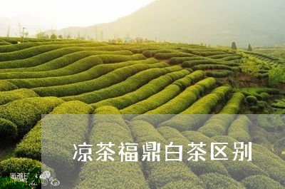 凉茶福鼎白茶区别/2023112634172