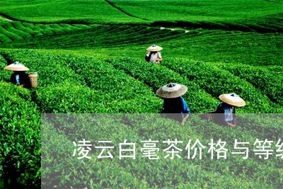 凌云白毫茶价格与等级/2023071663858