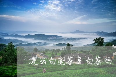 凌云白毫茶是白茶吗/2023071590492