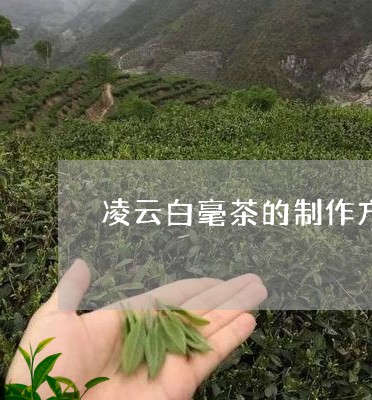 凌云白毫茶的制作方法/2023092059614