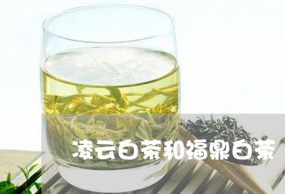 凌云白茶和福鼎白茶/2023091349593