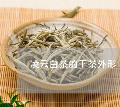 凌云白茶的干茶外形/2023081371592