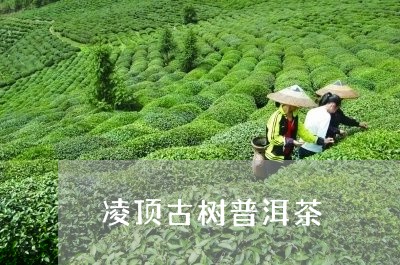 凌顶古树普洱茶/2023102634148