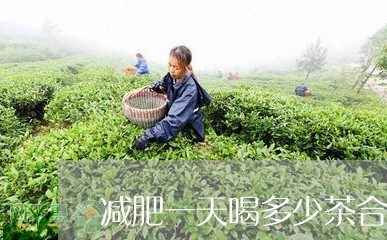 减肥一天喝多少茶合适/2023060876358