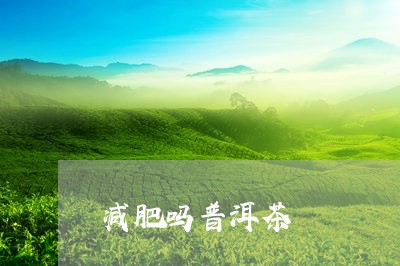 减肥吗普洱茶/2023042764090