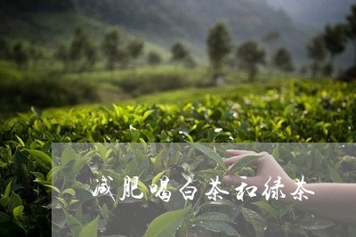 减肥喝白茶和绿茶/2023061332835