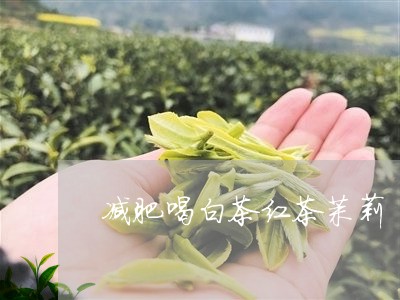 减肥喝白茶红茶茉莉/2023121794837