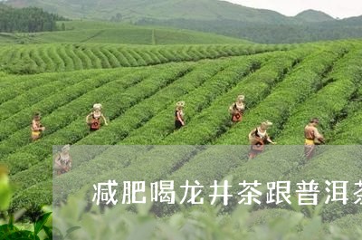 减肥喝龙井茶跟普洱茶/2023062275736