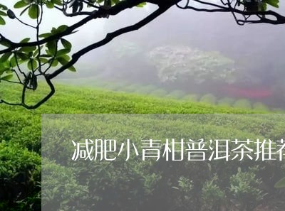 减肥小青柑普洱茶推荐/2023101783935