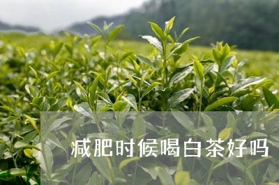 减肥时候喝白茶好吗/2023071571693