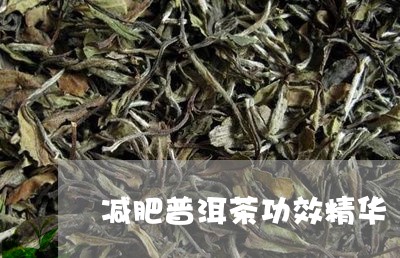 减肥普洱茶功效精华/2023091303048