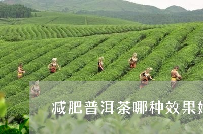 减肥普洱茶哪种效果好些呢/2023081546270