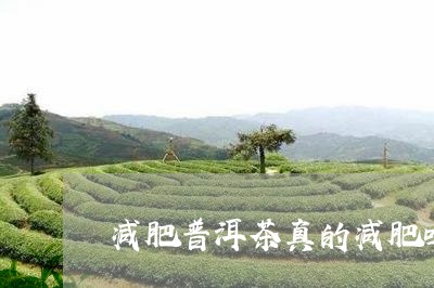 减肥普洱茶真的减肥吗/2023080219575