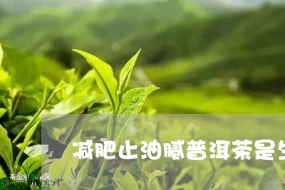 减肥止油腻普洱茶是生普/2023110410372