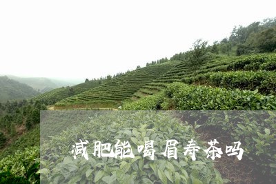 减肥能喝眉寿茶吗/2023061337583