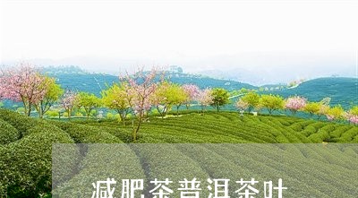 减肥茶普洱茶叶/2023112655948