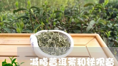 减脂普洱茶和铁观音/2023120575138