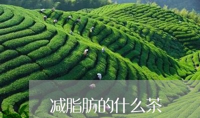 减脂肪的什么茶/2023042900371