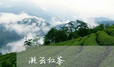 凝云红茶/2023090172606