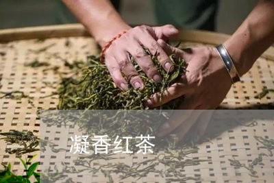 凝香红茶/2023090105250