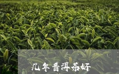 几年普洱茶好/2023091204936