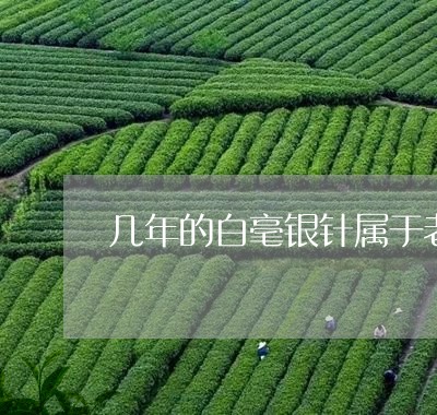 几年的白毫银针属于老茶/2023092434705