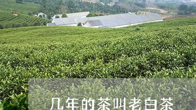 几年的茶叫老白茶/2023061390471