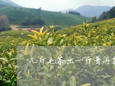 几斤毛茶出一斤普洱茶/2023092701793