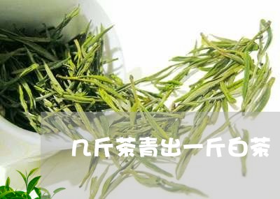 几斤茶青出一斤白茶/2023071570615