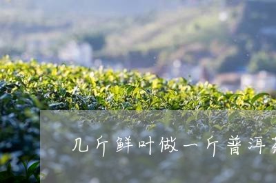 几斤鲜叶做一斤普洱茶/2023092646250