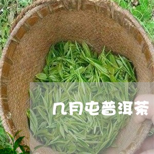 几月屯普洱茶/2023042684023