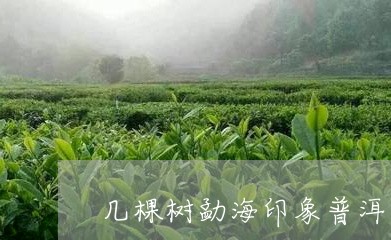 几棵树勐海印象普洱茶/2023062387359