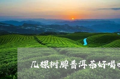 几棵树牌普洱茶好喝吗/2023082830697