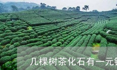 几棵树茶化石有一元钱/2023071606248