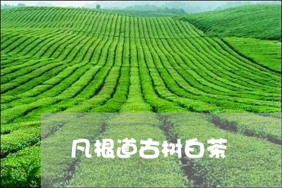 凡根道古树白茶/2023082606038