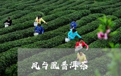 凤与凰普洱茶/2023042533775