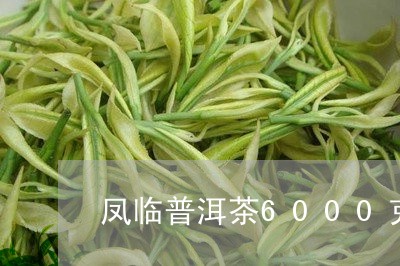 凤临普洱茶6000克/2023100827150