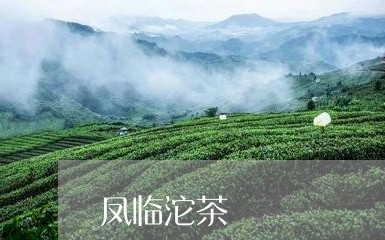 凤临沱茶/2023090171805