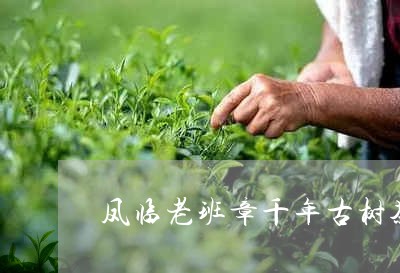 凤临老班章千年古树茶/2023092480504