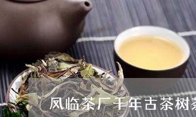 凤临茶厂千年古茶树茶/2023071637262