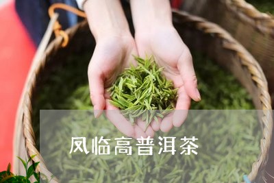 凤临高普洱茶/2023042887509