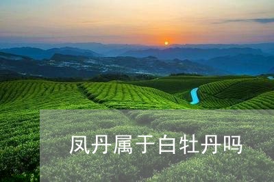 凤丹属于白牡丹吗/2023090676369