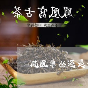 凤凰单丛还是普洱茶好/2023092920606