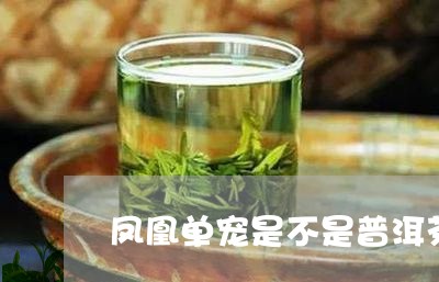 凤凰单宠是不是普洱茶/2023120629271