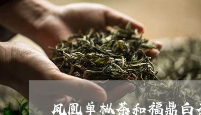 凤凰单枞茶和福鼎白茶/2023091520706