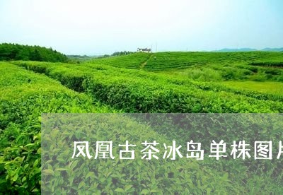 凤凰古茶冰岛单株图片/2023092380713