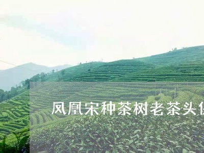 凤凰宋种茶树老茶头保质期是多久/2023060260392