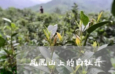 凤凰山上的白牡丹/2023090661593