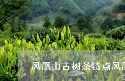 凤凰山古树茶特点凤凰山古树茶区/2023060293837